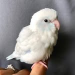 arlobird profile picture