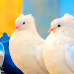armaan.mlik771 profile picture