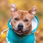 arnoldstaffzenegger profile picture