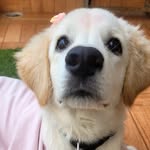 arpisfine profile picture