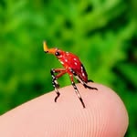 arpixx_clicks profile picture