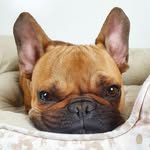 arrow_the_frenchie1 profile picture