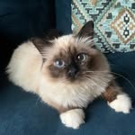 artemisthebirman profile picture