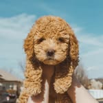 artemisthemini profile picture