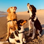 artful_dogger profile picture