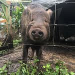 arthur_the_ginger_pig profile picture
