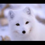 articfoxr1 profile picture