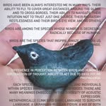 artnetology profile picture