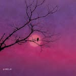 arunprasad_dare profile picture