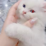 arxhica._.lly profile picture