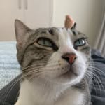 aryaherself profile picture