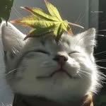 aryaman3648 profile picture