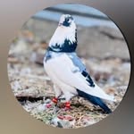 aryan6046474 profile picture