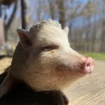 aryaofsleepypigfarm profile picture