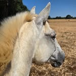 asdy_et_ses_poilus profile picture
