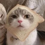 ashfxq.ali profile picture