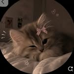 ashka_advani profile picture