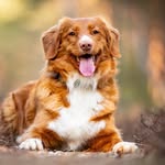 ashley_toller profile picture