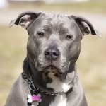 ashlynthewonderdog profile picture