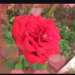 ashok_nyamagod__163964 profile picture