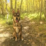 ash_tree_albertson profile picture