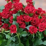 asiyeerdalsimsek6129 profile picture