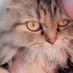 asmkashif profile picture