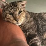 astreetcatnamedbuddy profile picture