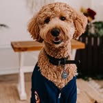 astros.world.dood profile picture