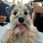 astrotheschnauz profile picture
