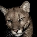 at_shrestha profile picture