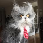 atchoumthecat profile picture