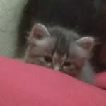 athallahtaqy5 profile picture