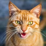 athens_cats profile picture
