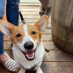aturtlecorgi profile picture