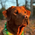 audreythefoxyred profile picture