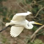 audubonsociety profile picture