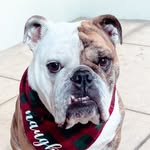 auggie_thebulldoggie profile picture