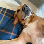 auggie_thedoggiee_ profile picture