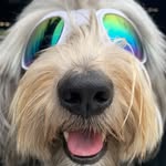 auggiewiththegoggles profile picture