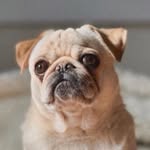 augustpug profile picture