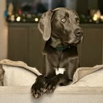 august_the_great_weim profile picture