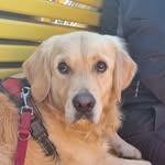 aurambtri profile picture