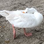 aureliasanimalsanctuary profile picture