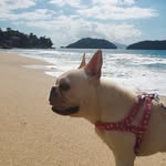aurora_french profile picture