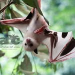 ausbatclinic profile picture