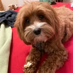 aussiedoodle130 profile picture