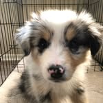 aussieinthe_skye profile picture