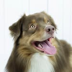 aussieorion profile picture