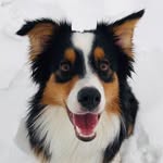 aussiethecharlie profile picture